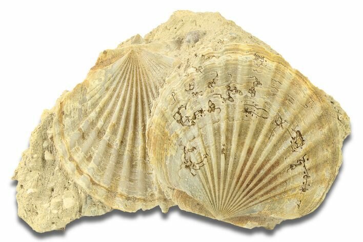 Two Fossil Pecten (Scallops) - Gironde, France #280553
